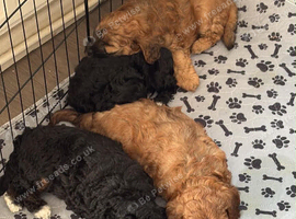 F1B cavapoos