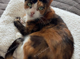 Callie is looking for a quiet, loving home.