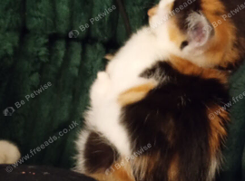 Kittens for sale