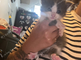 Cookies kittens
