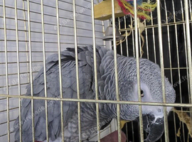 African grey  2 years old