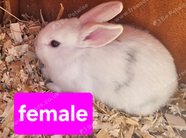 Baby mini lops
