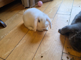 Xl blue french lop/ white mini lop OFFERS