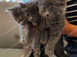 Nebelung &times; Ragdoll Kittens