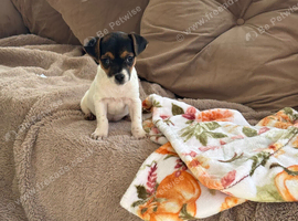 Jack Russell puppies