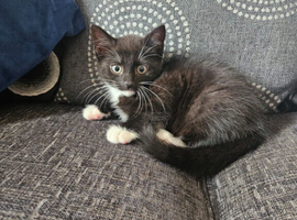 Kitten