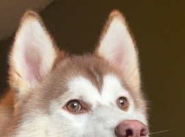Husky