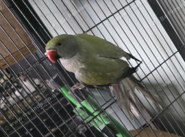 Make indian ringneck