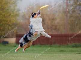 Private secure dog exercise paddock