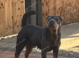 Blue & tan Sharpei girl