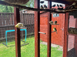 Canaries for sale