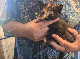 We have 3 lovely kittens available. ️ Please see below for details and individual prices.