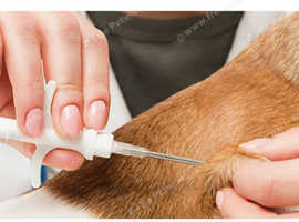 Mobile pet microchipping
