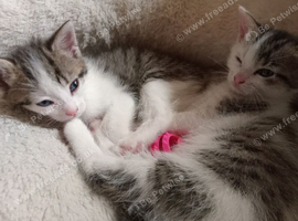8 week old kittens