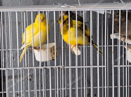 For Sale Beautiful Fife Canaries selling as a group six Pair,s assorted colours