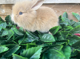 Mini lion lops