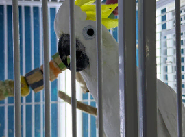 Male sulphur crested cockatoo