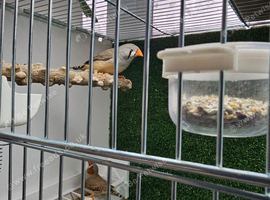 Zebra Finch x 5