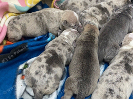 7 puppies available