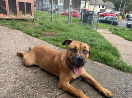 8 months old new home needed