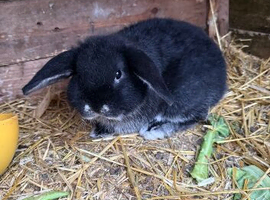 Mini lop