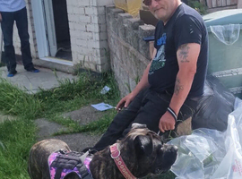 Staff mixed with boxer ( very good calm dog)