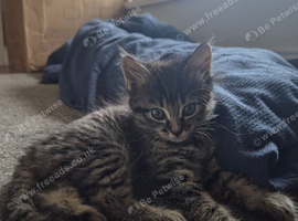 Kittens