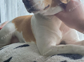 Lemon beagle