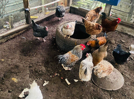 Chicken
