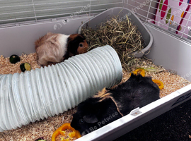 Two female Guinea pigs + set up