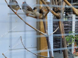 Young finches