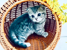 We only have 1 Pure breed Scottish Fold kitten left