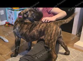 Presa canario x boerboel female