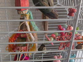 Cinnamon turquoise young conure