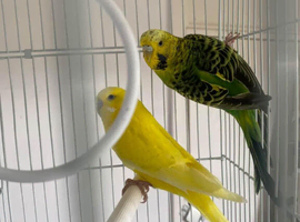Pair budgie