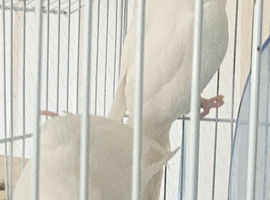 Bonded pair of white Quakers