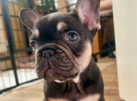 French Bulldog Puppies  For Sale