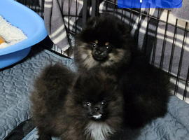 FULLY VACCINATED.   Champion bloodlines. kc registered Pomeranian puppies