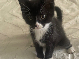 9 week old kittens for sale