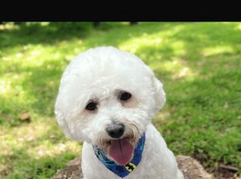 Bichion Frise