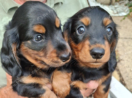 Miniature dachshund puppies kc registered