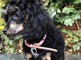 Female toy poodle