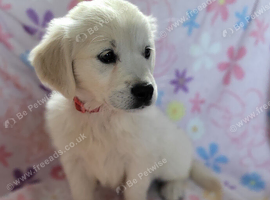 ***Last girl***Snowy white retriever puppies