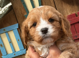 F1 Cavapoo Boy Available
