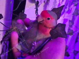 Lovebirds for rehoming kent
