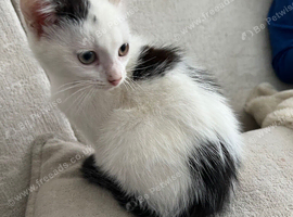 Beautiful white girl kitten