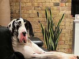 Karl The Great Dane Stud