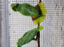 Breeding pair yellow naped amazon