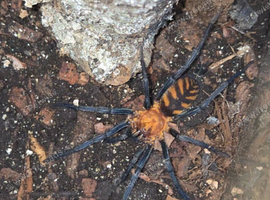 Looking for curtain web spiders or any true spiders potentially and Ephebopus