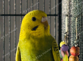 Two lovely budgies for sale